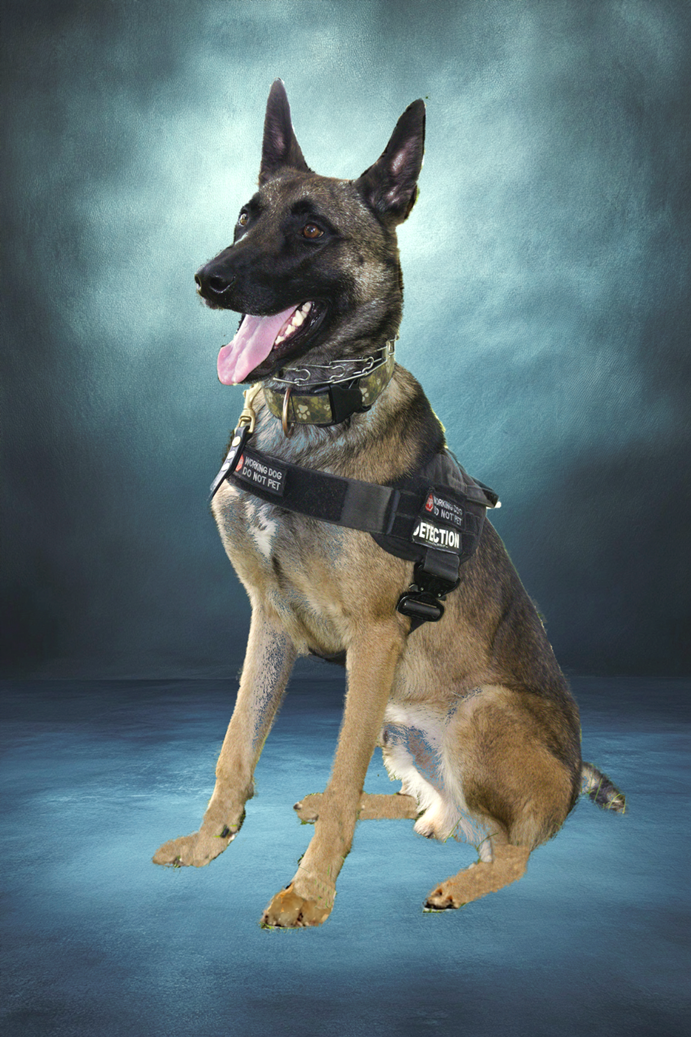 Dog Blue